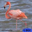 Wading Bbirds