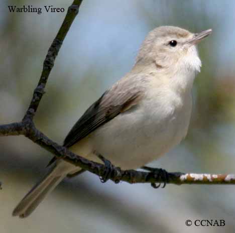 Birds of North America