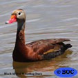 Waterfowl