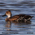 West Indian Whistling-Duck