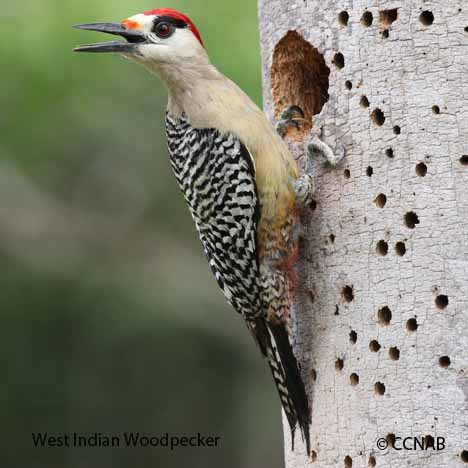 Birds of North America