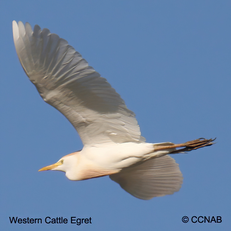 Cattle Egret