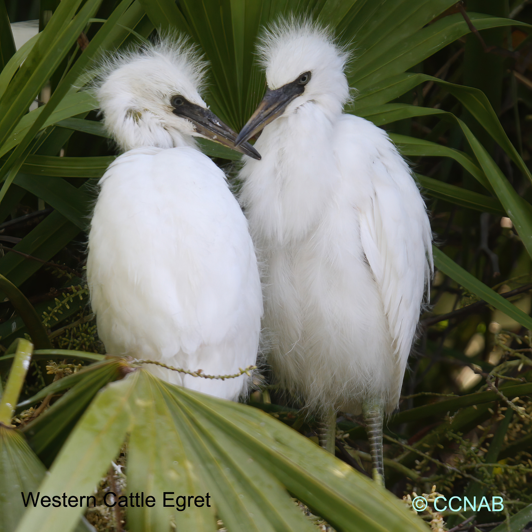 Cattle Egret