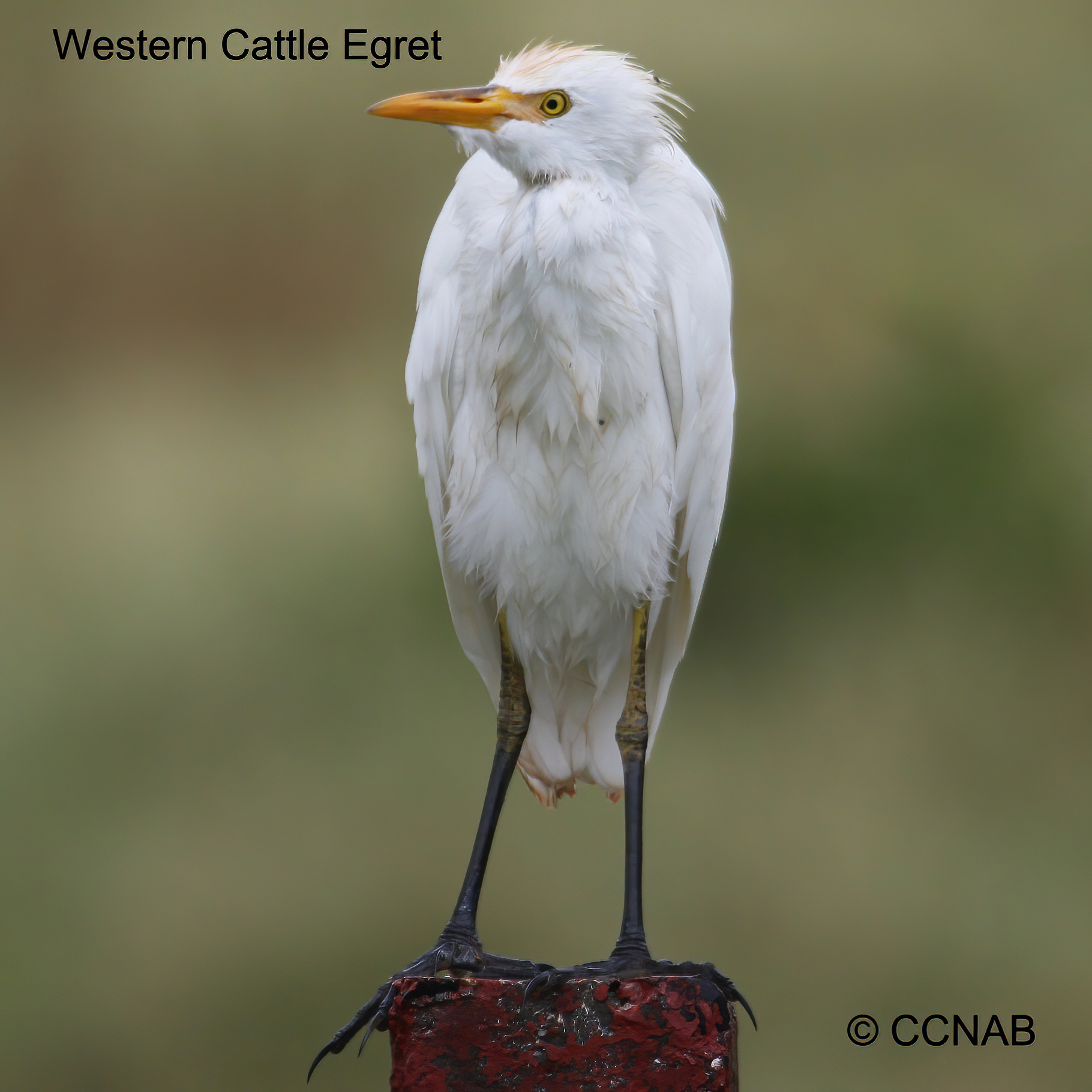 Cattle Egret