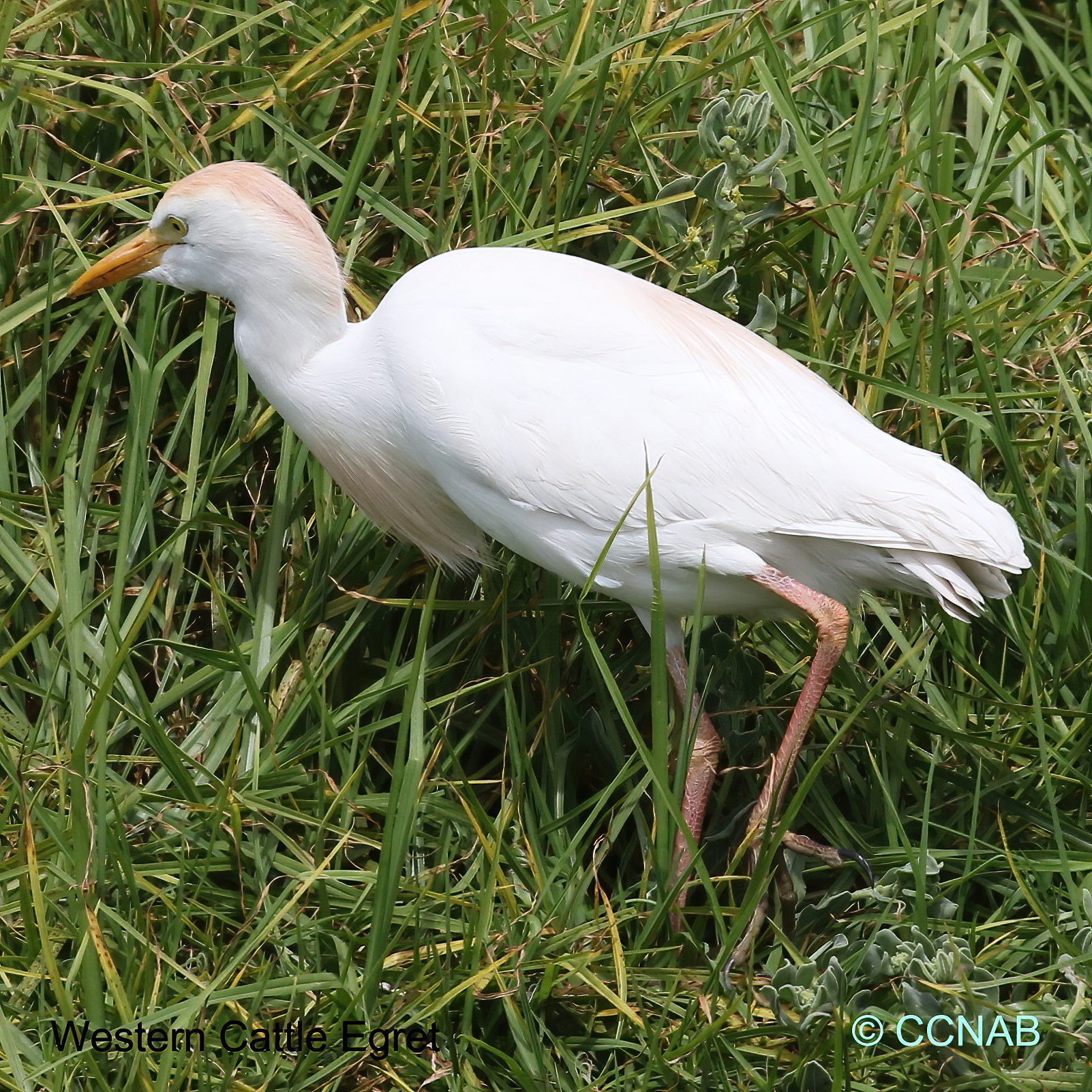 Cattle Egret