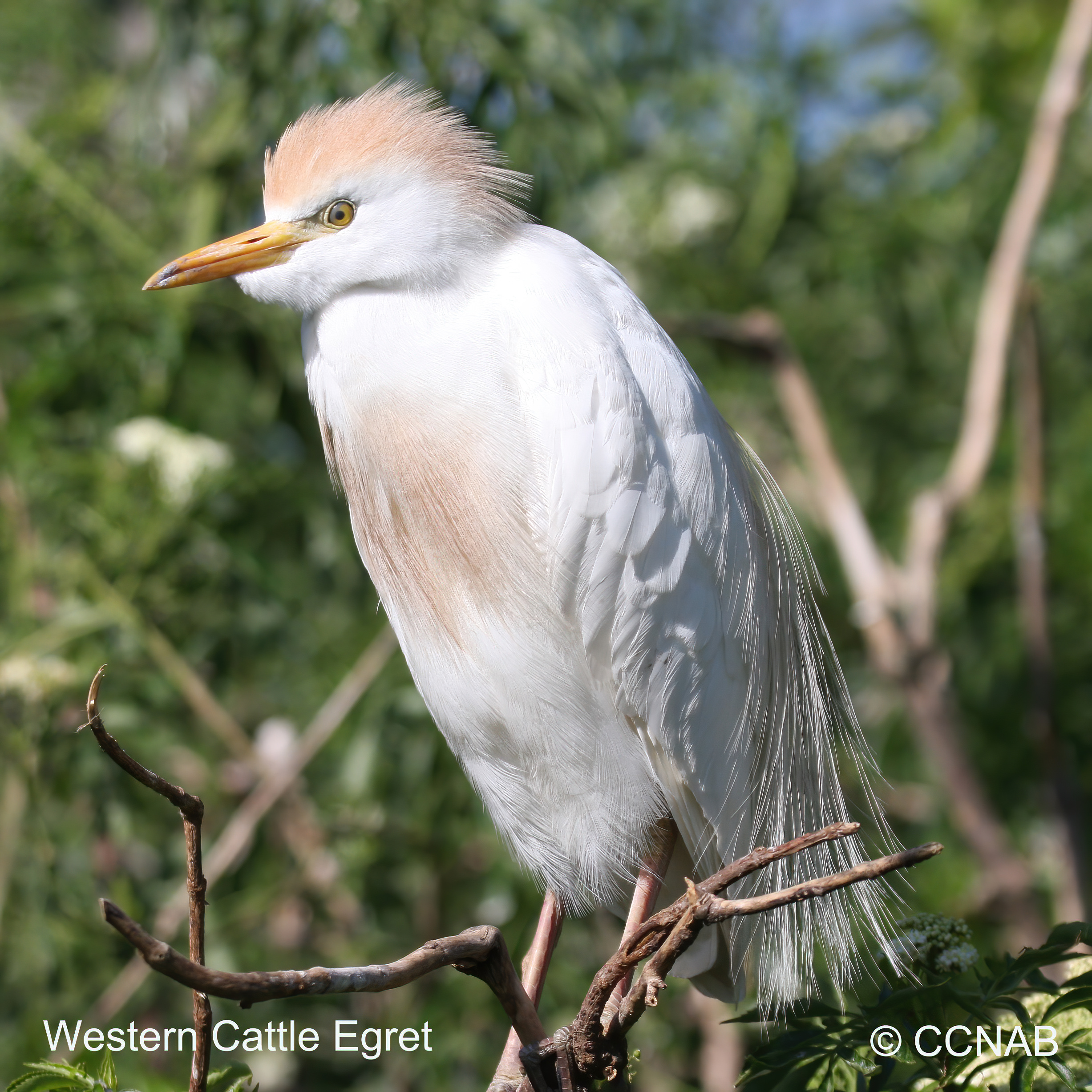 Cattle Egret