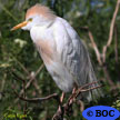 Western Cattle Egret
