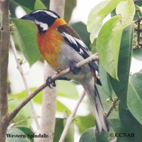 Birds of North America