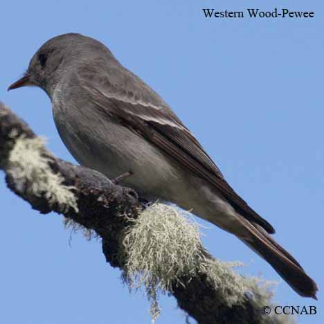 Birds of North America