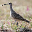 Whimbrel