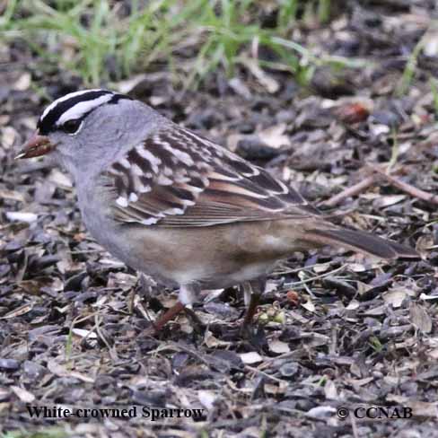 Birds of North America