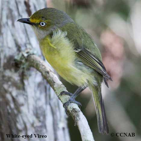 White-eyed Vireo