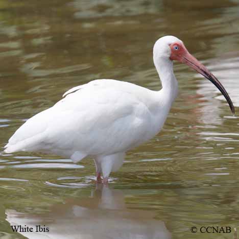 White Ibis