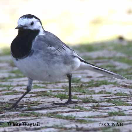 Birds of Cuba