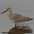 Willet