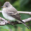 Willow Flycatcher