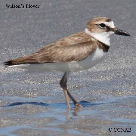 Birds of North America