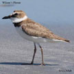 Wilson's Plover