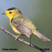 Wilson's Warbler