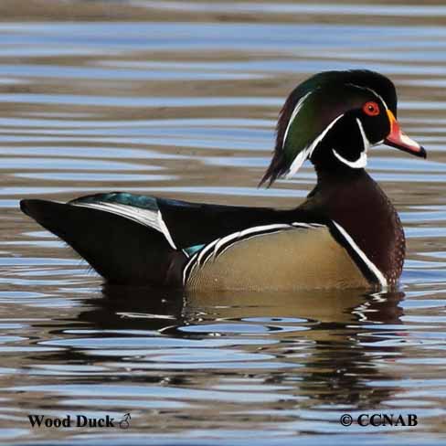 Birds of North America