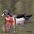 Wood Duck