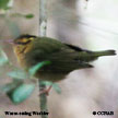 Worm-eating Warbler