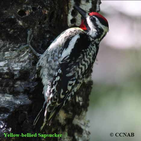 Birds of North America