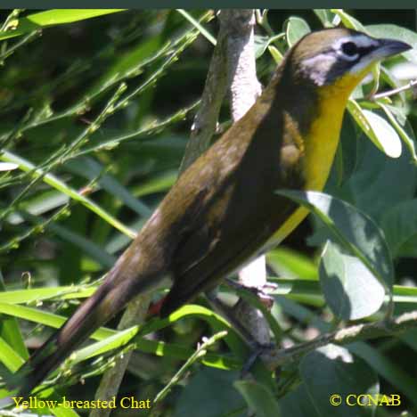 Birds of North America