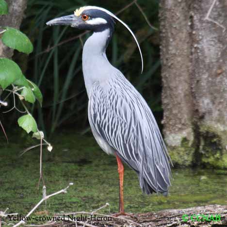 Birds of North America