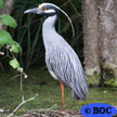 Yellow-crowned Night-Heron