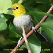 Yellow coloured Birds