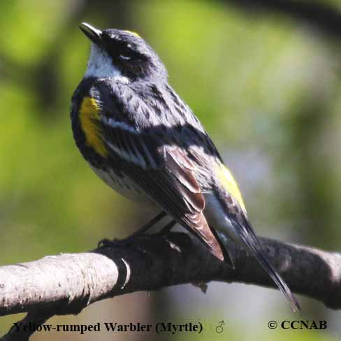 Birds of North America