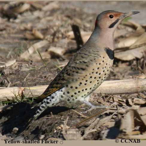 Yellow-shafted Flicker