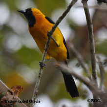 Yellow-tailed Oriole