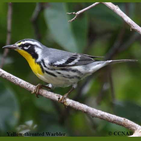 Birds of North America