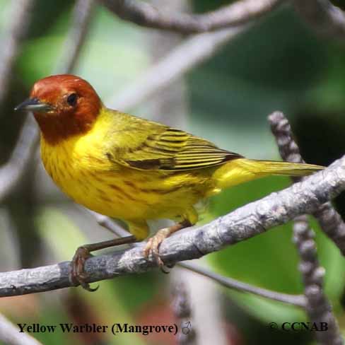 Warblers