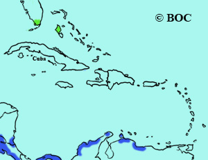 Yellow Warbler (Mangrove) range