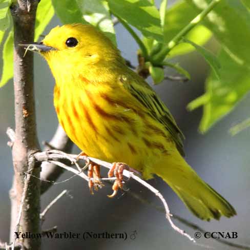 Birds of North America