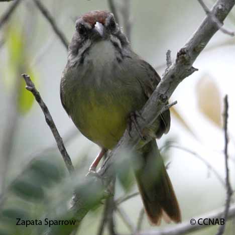 Birds of Cuba