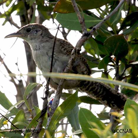 brown birds, Birds of Cuba