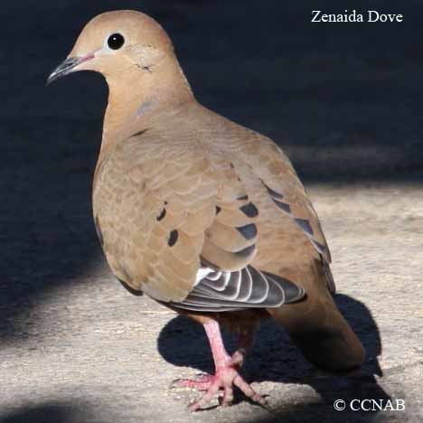 Zenaida Dove