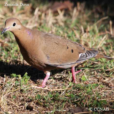 Zenaida Dove