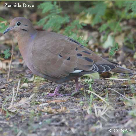 Birds of North America