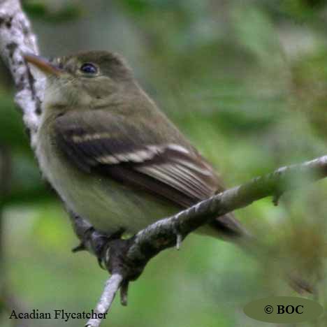 Birds of Cuba