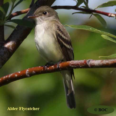 Birds of Cuba