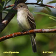 Alder Flycatcher