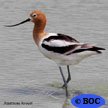 American Avocet