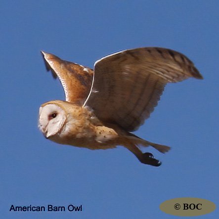 BOC