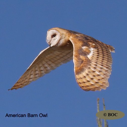 BOC
