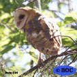 American Barn Owl